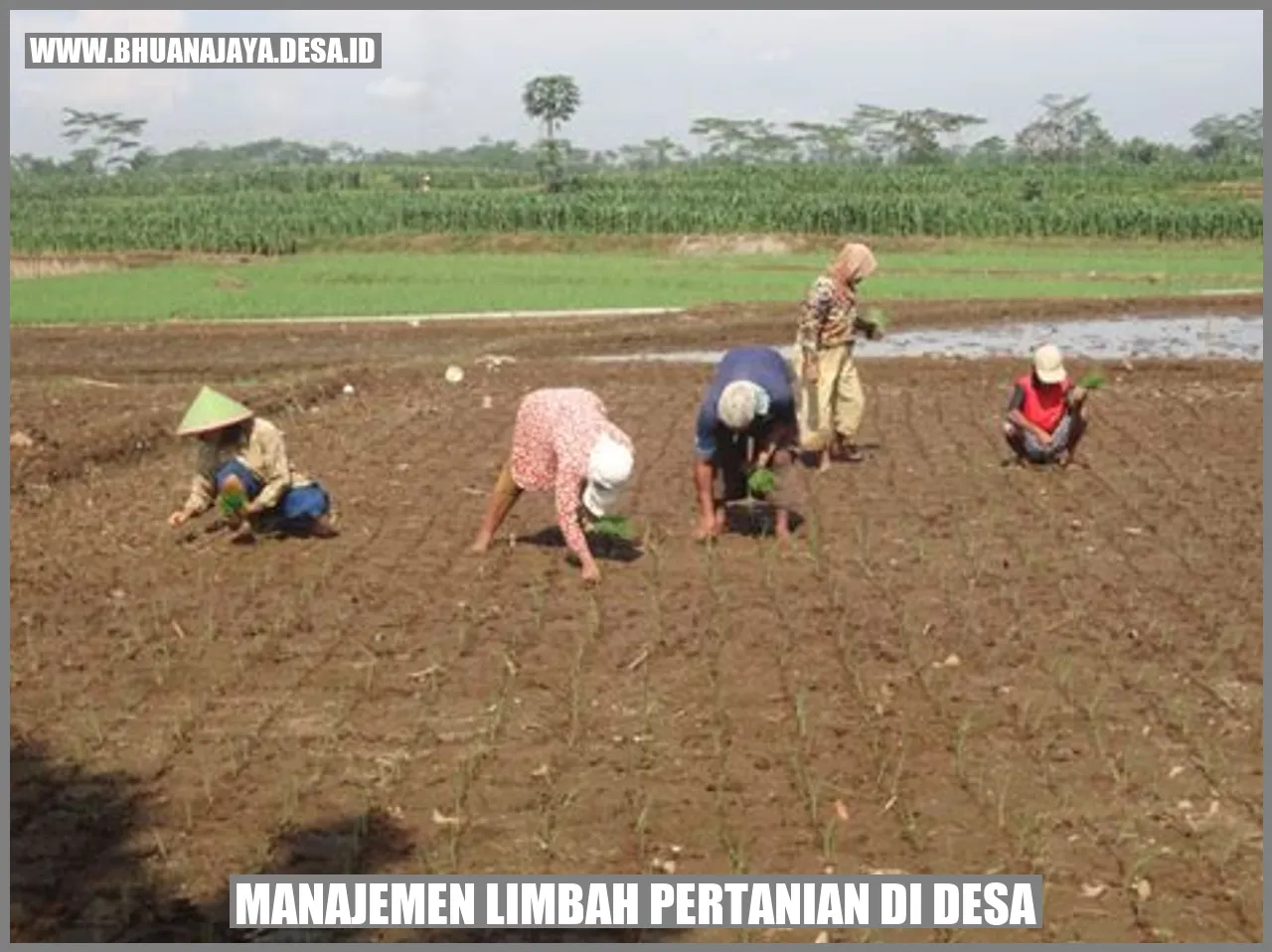 Manajemen Limbah Pertanian Di Desa Bhuana Jaya Jaya Solusi Untuk