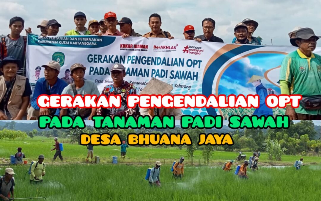 Gerakan Pencegahan OPT pada Tanaman Padi Sawah di Desa Bhuana Jaya Kecamatan Tenggarong Seberang