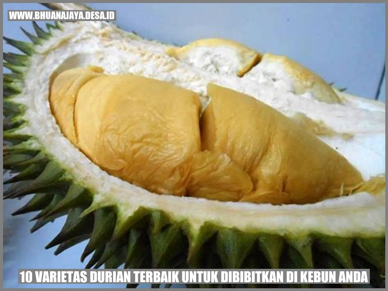 10 Varietas Durian Terbaik untuk Dibibitkan di Kebun Anda