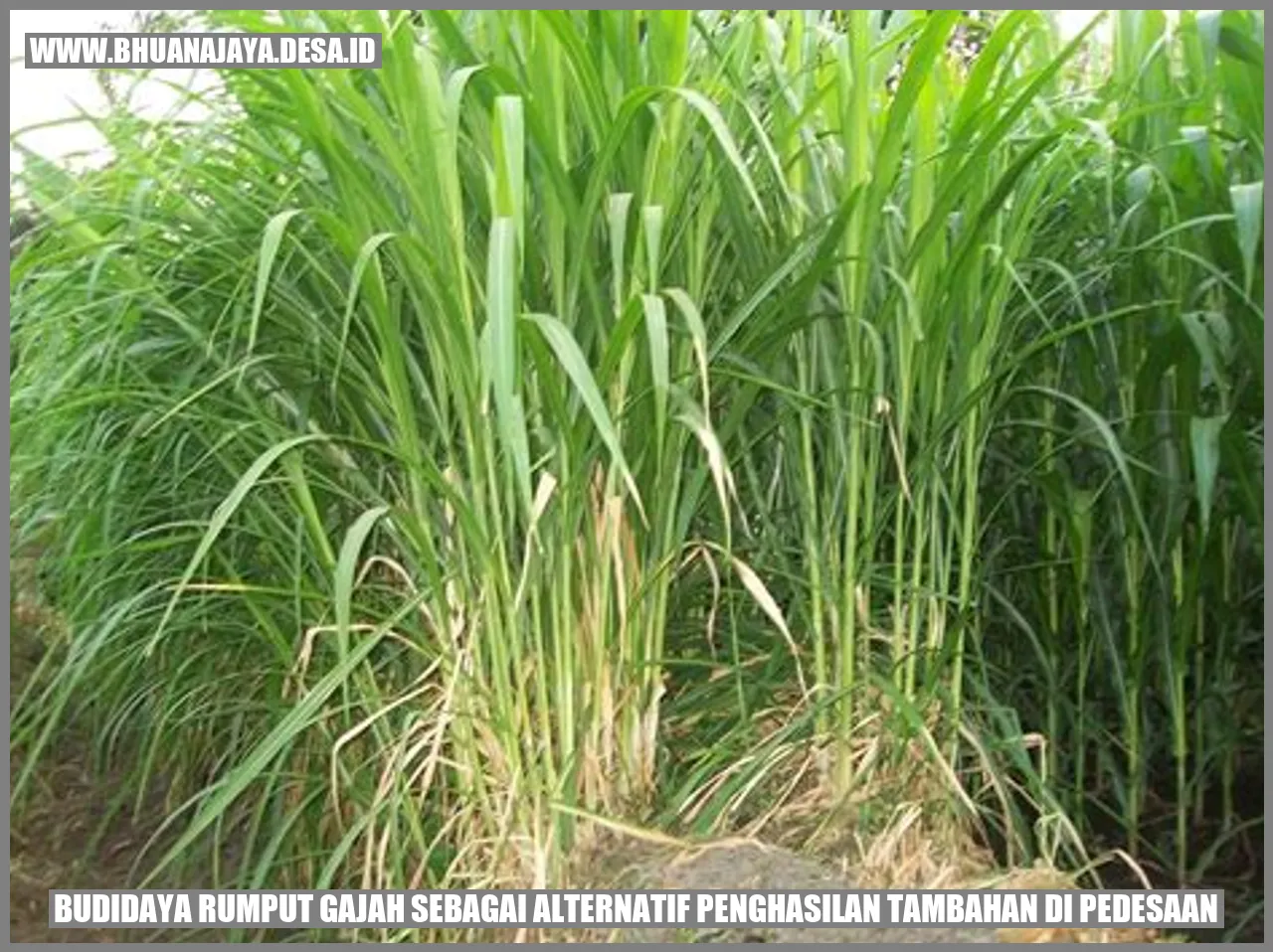 Rumput Gajah di Pedesaan