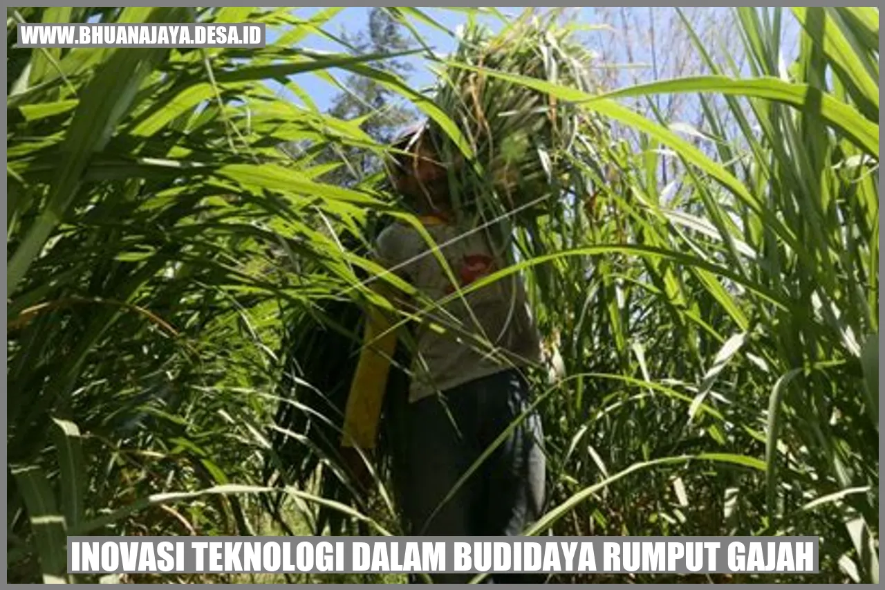 Inovasi Teknologi Dalam Budidaya Rumput Gajah Desa Bhuana Jaya Kab Kutai Kartanegara