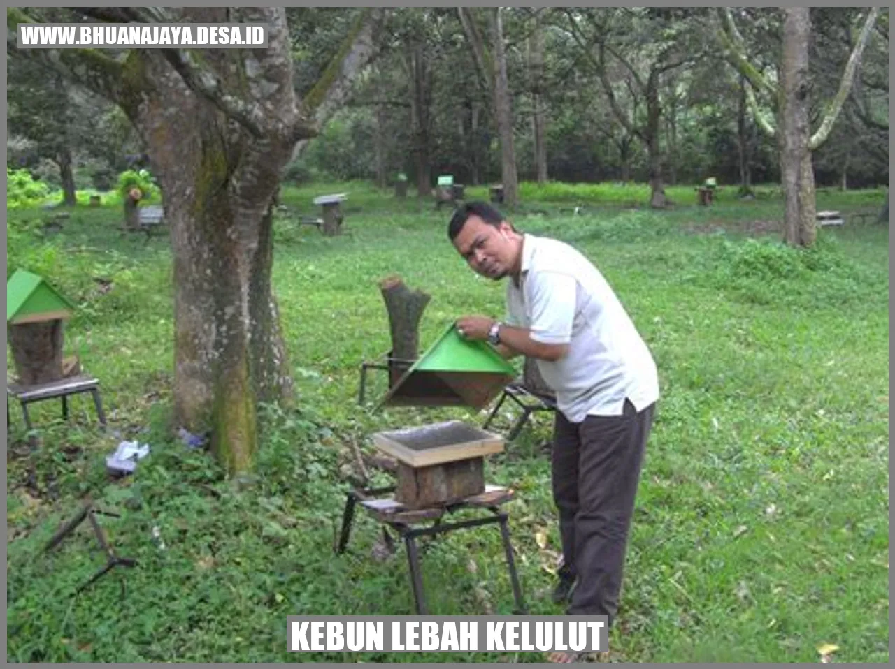 Lebah kelulut