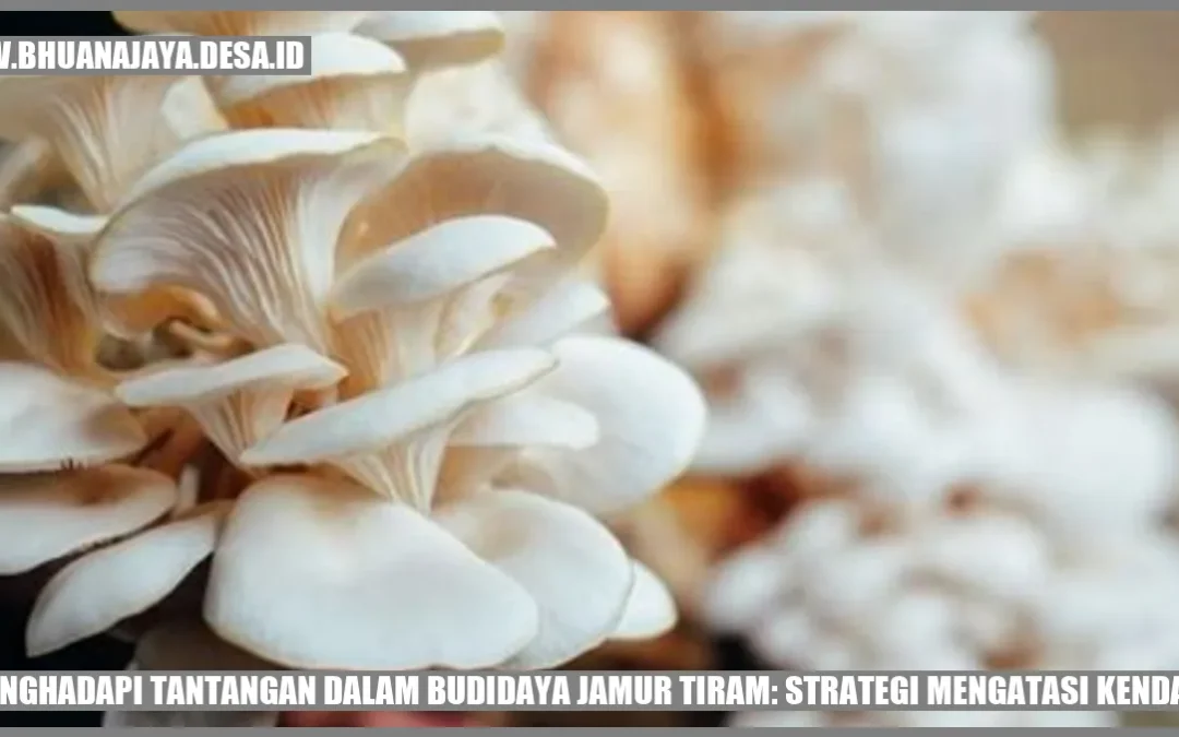 Menghadapi Tantangan Dalam Budidaya Jamur Tiram: Strategi Mengatasi ...