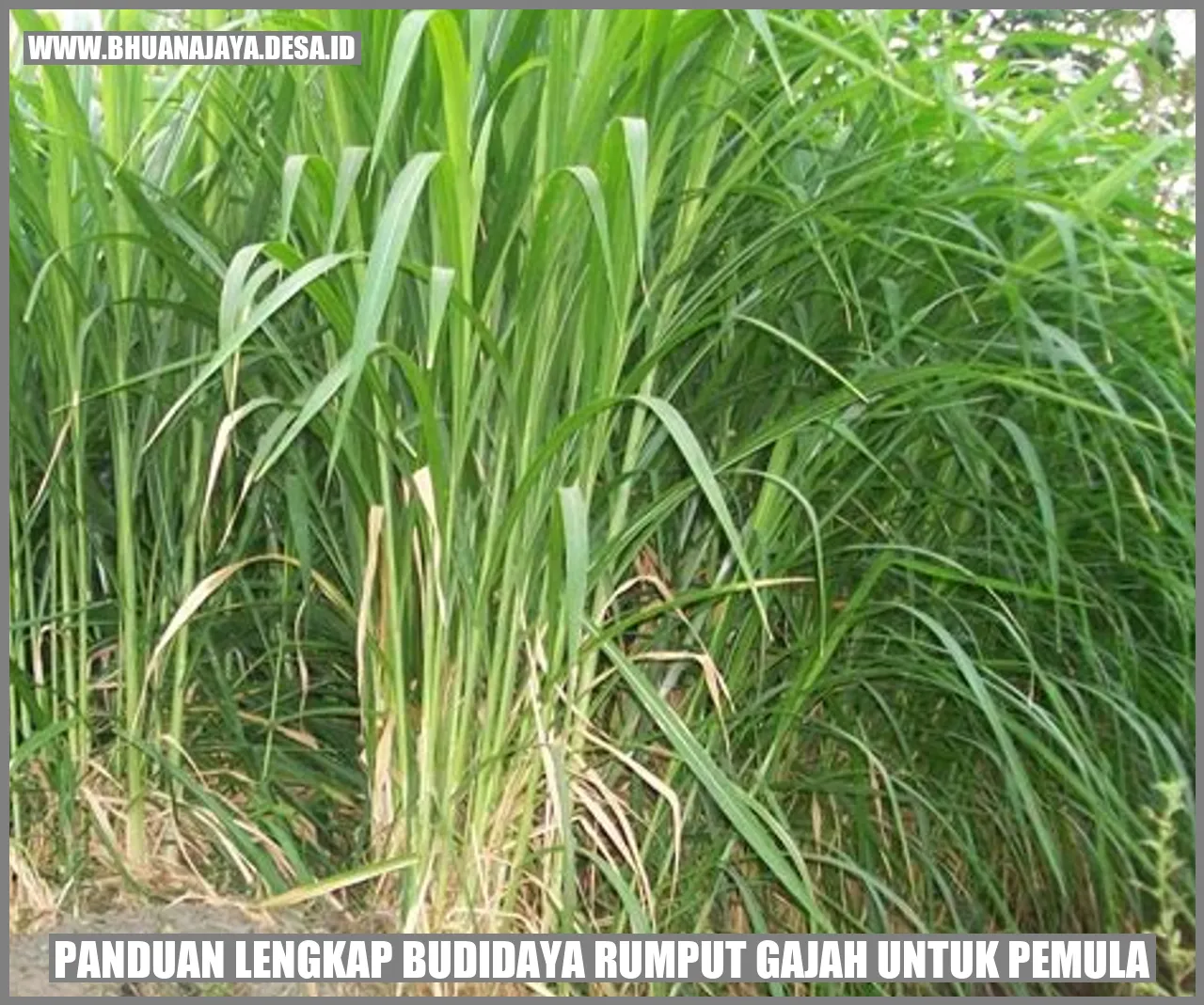 Rumput Gajah