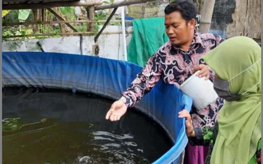 Pembibitan Lele Berkelanjutan Solusi Menuju Keberlanjutan Usaha Perikanan Desa Bhuana Jaya