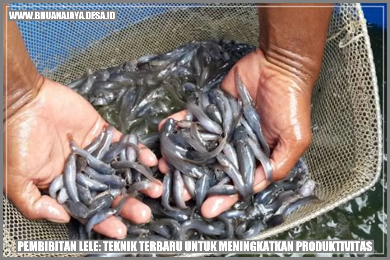 Pembibitan Lele: Teknik Terbaru untuk Meningkatkan Produktivitas