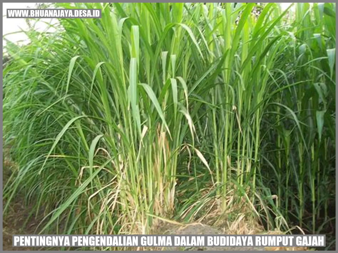 Pentingnya Pengendalian Gulma dalam Budidaya Rumput Gajah