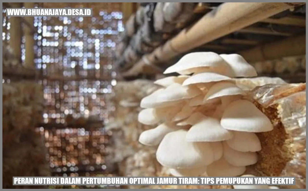 Pemupukan yang efektif untuk pertumbuhan optimal jamur tiram