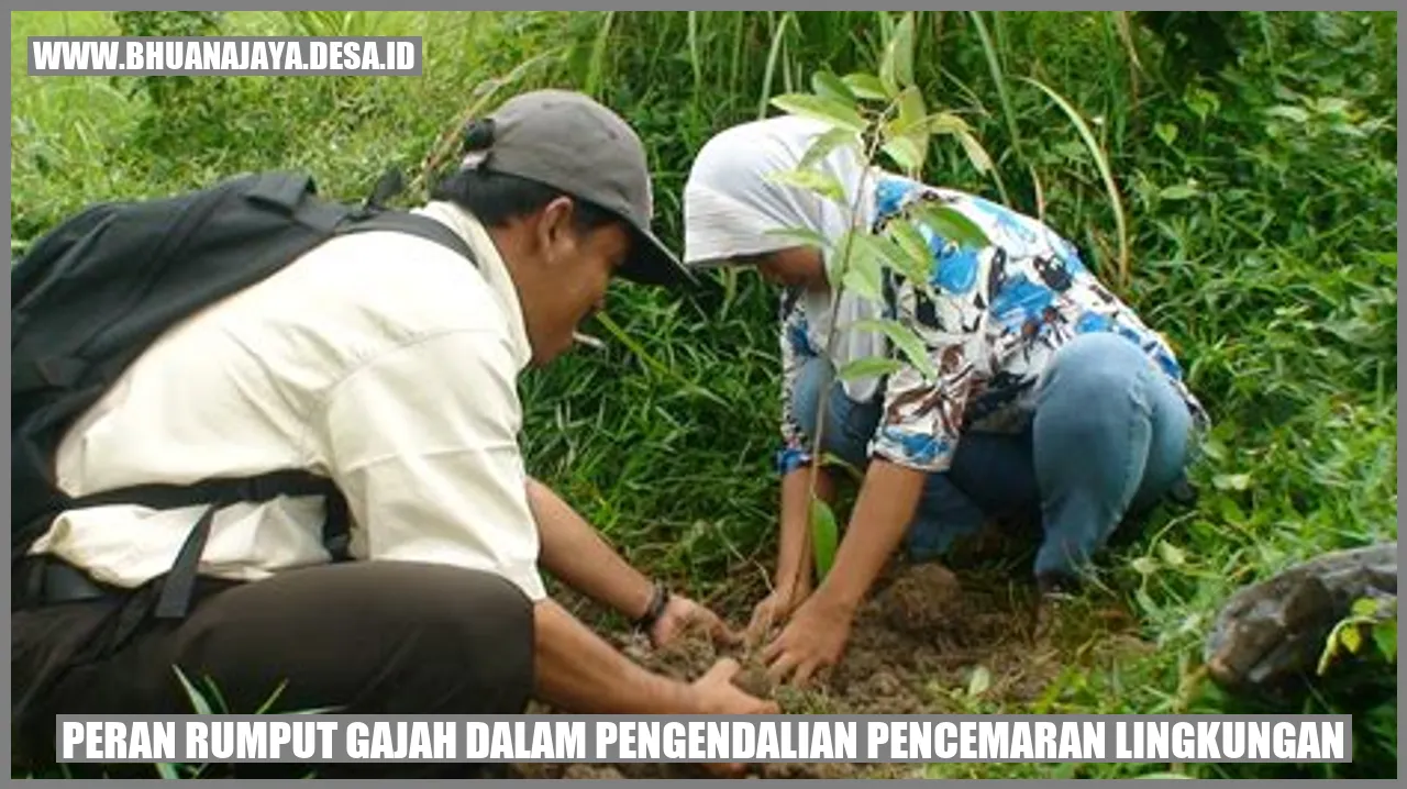 Peran Rumput Gajah dalam Pengendalian Pencemaran Lingkungan