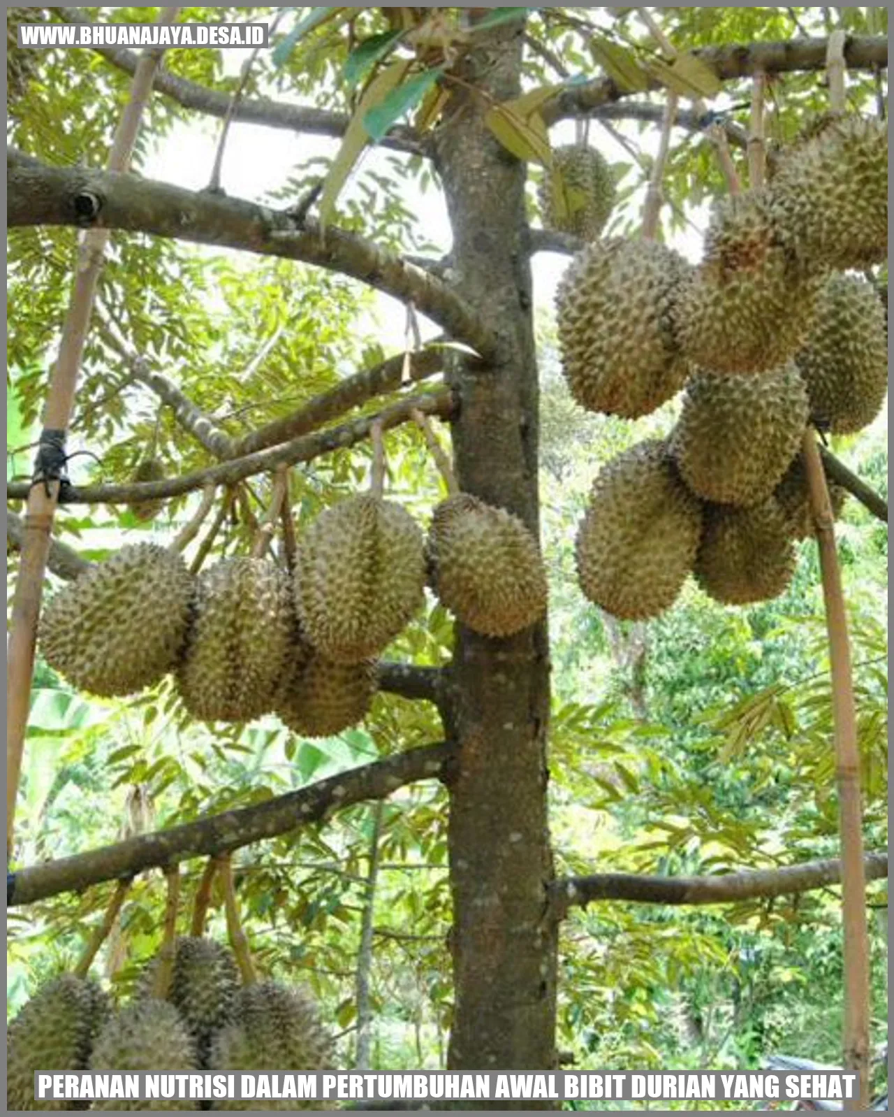 Peranan Nutrisi dalam Pertumbuhan Awal Bibit Durian yang Sehat