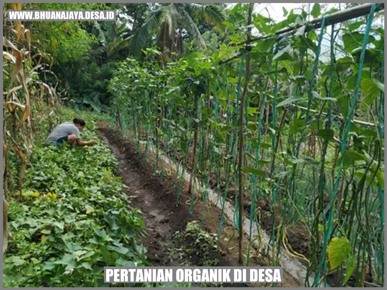 Pertanian Organik di Desa