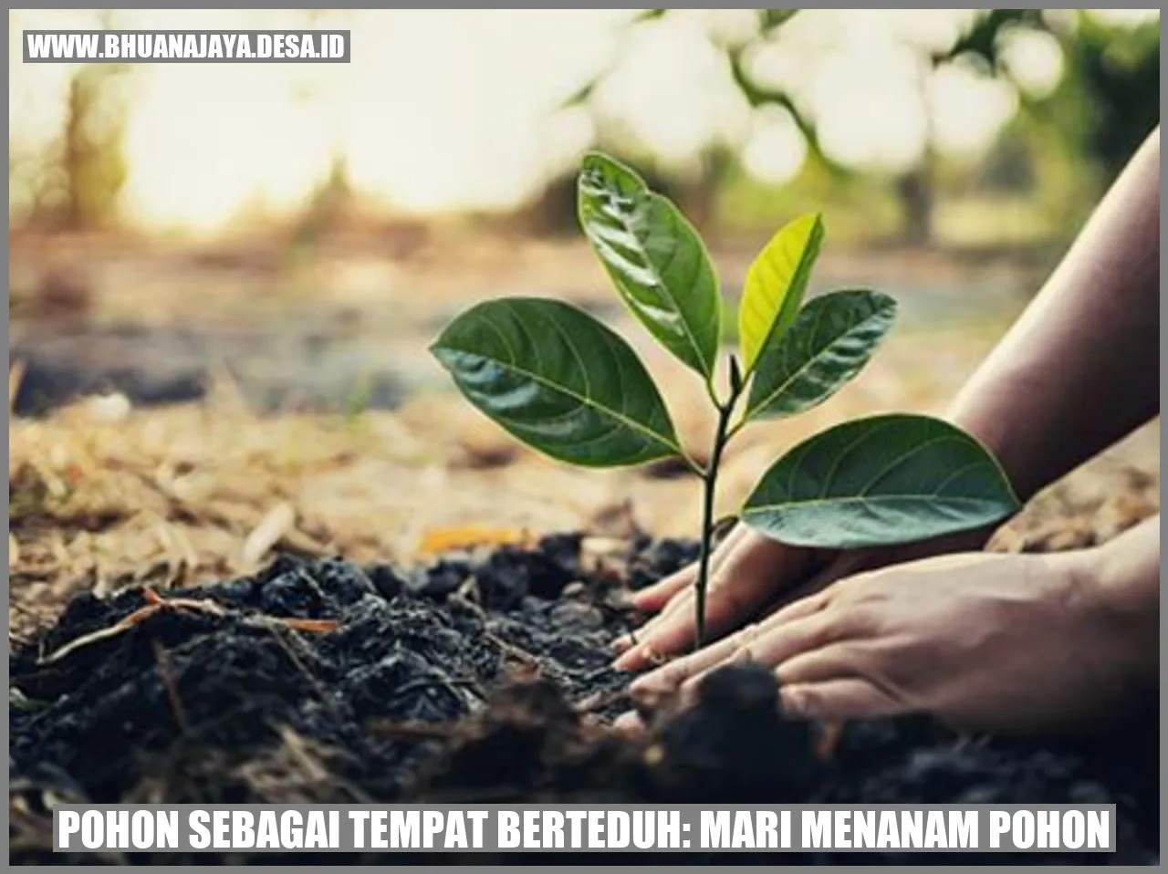 Pohon sebagai Tempat Berteduh: Mari Menanam Pohon