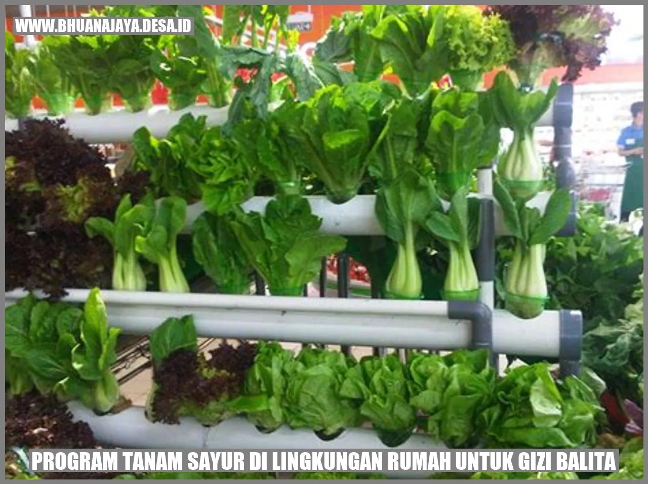 Program Tanam Sayur di Lingkungan Rumah untuk Gizi Balita