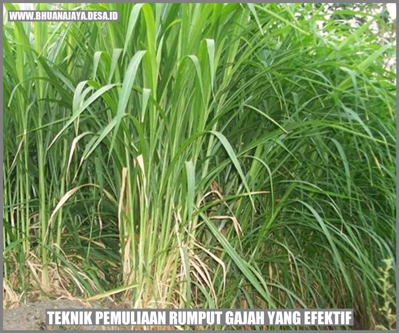 Teknik Pemuliaan Rumput Gajah yang Efektif