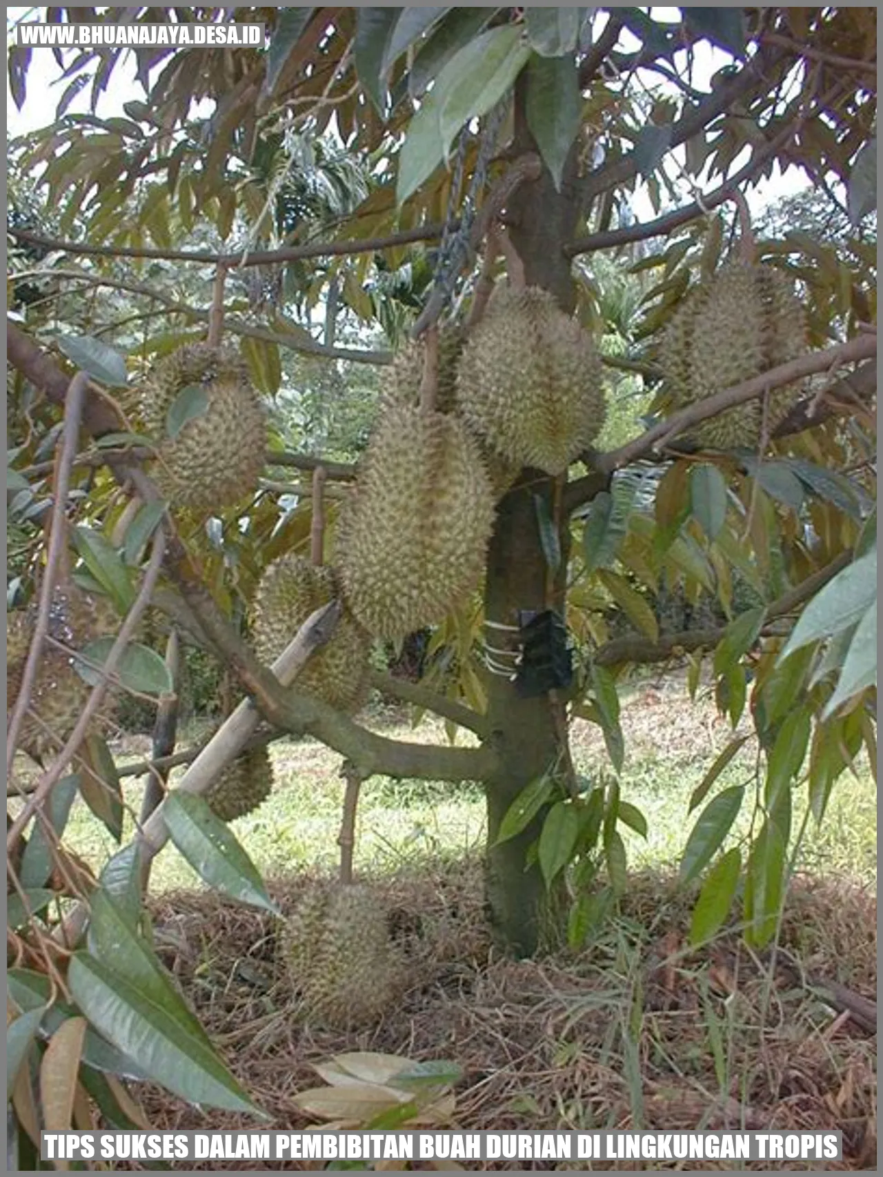 Gambar Durian